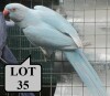 0-1 '21 Ringneck Parakeet: Blue Dom.Pied Opaline - Stiaan Von Wielligh
