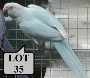 0-1 '21 Ringneck Parakeet: Blue Dom.Pied Opaline - Stiaan Von Wielligh