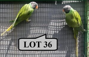1-1 '19 Slaty-headed Parakeet: Green/?lutino x Green - E B Shaik