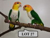 1-1 '18 Caique: Green-thighed: Green-thighed x Green-thighed - Hugo Niebuhr