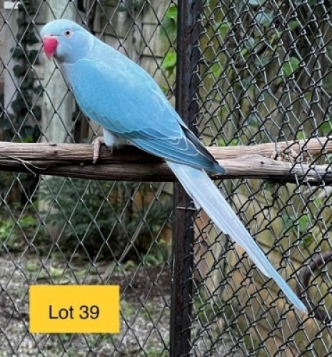 1-0 '21 Ringneck Parakeet: Blue Cleartail - Johann Kotz&eacute;