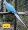 1-0 '21 Ringneck Parakeet: Blue Cleartail - Johann Kotz&eacute;