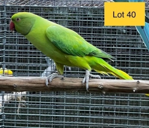 1-0 '21 Ringneck Parakeet: Opaline/blue or turquoise - Johann Kotz&eacute;