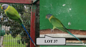 1-1 '20 Plum-headed Parakeet: Green x Green - E B Shaik