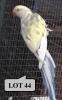 0-1 '20 Ringneck Parakeet: Dark TurquoiseBlue ADM.Pied - Jaco Rossouw
