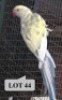 0-1 '20 Ringneck Parakeet: Dark TurquoiseBlue ADM.Pied - Jaco Rossouw