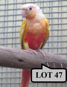 1-0 '21 Conure: Green-cheeked: Suncheek - Stiaan Von Wielligh