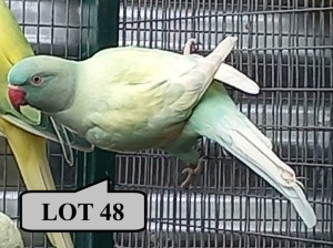 1-0 '21 Ringneck Parakeet: Dom.Pied EmeraldBlue/cleartail/opaline - Stiaan Von Wielligh