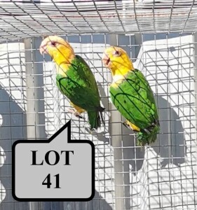 1-1 '21 Caique: White-bellied: Normal x Normal - Chris Jacobs