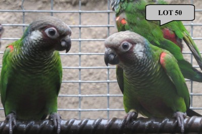 1-1 '22 Conure: Griseipectus (aka White-ear Emma): Normal/edge x Normal/edge - Piet Jacobs