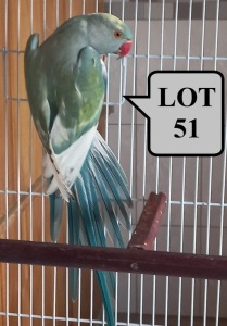 0-1 '20 Ringneck Parakeet: TurquoiseBlue ADM.Pied - Alwyn Nel