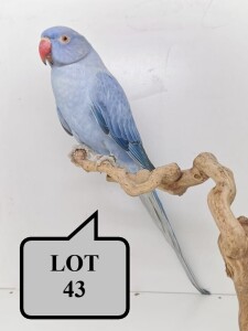 1-0 '21 Ringneck Parakeet: Violet Blue Opaline/cleartail - Chris Jacobs