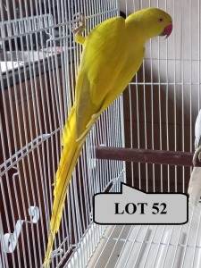 1-0 '20 Ringneck Parakeet: Dilute/blue - Alwyn Nel