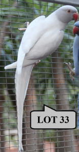 0-1 '20 Ringneck Parakeet: Dark Blue Dom.Pied/adm.pied - Chris Lordan