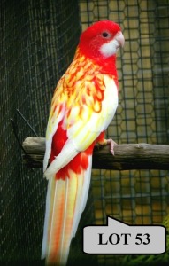 1-0 '21 Rosella: Eastern (aka Golden-mantled): Rubino/cinnamon - Fanie Klopper