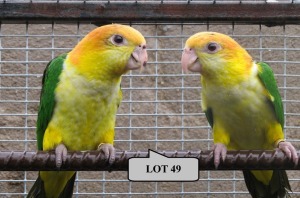 1-1 '21 Caique: White-bellied: Normal/dilute (verwant) x Normal/dilute (verwant) - Piet Jacobs