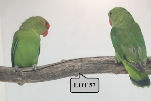 1-1 '21 Lovebird: Taranta: Darkgreen x Darkgreen - Piet Jacobs