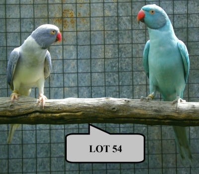 1-1 '21 Ringneck Parakeet: Blue Misty Opaline/cleartail x Dark Violet Blue Cleartail Opaline - Fanie Klopper