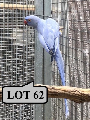 1-0 '21 Ringneck Parakeet: Violet Blue Opaline - Gerhard Minnie