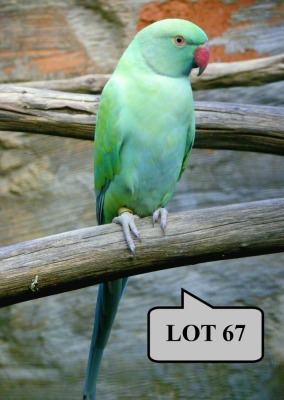 0-1 '21 Ringneck Parakeet: Dom.Pied IndigoBlue Opaline - Fanie Klopper