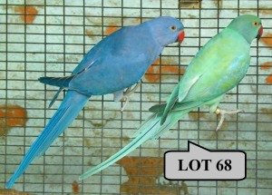 1-1 '21 Ringneck Parakeet: Dark Blue/cleartail/opaline x TurquoiseBlue Opaline/cleartail - Fanie Klopper