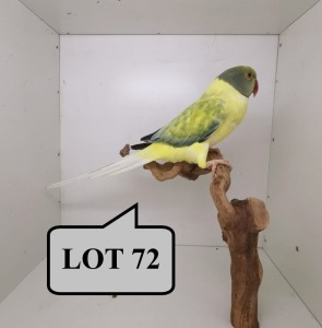 1-0 '21 Ringneck Parakeet: Violet TurquoiseBlue Cleartail Opaline - Chris Jacobs