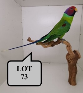 1-0 '19 Plum-headed Parakeet: Green/ino - Chris Jacobs