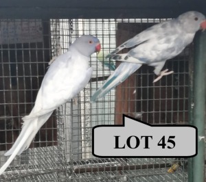 1-1 '21 Ringneck Parakeet: Violet Blue Dom.Pied SL.Edged/adm.pied x Violet Blue ADM.Pied - Jaco Rossouw