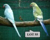 1-1 '21 Ringneck Parakeet: Violet TurquoiseBlue ADM.Pied x Dom.Pied Blue Opaline - Fanie Klopper