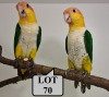 1-1 '20 Caique: White-bellied: Normal x Normal - Hugo Niebuhr