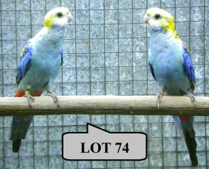 1-1 '21 Rosella: Pale-headed (aka Mealy): Normal/?cinnamon x Normal 