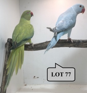 1-1 '21 Ringneck Parakeet: Blue Clearheaded-fallow/opaline x Opaline/blue/clearheaded-fallow - Piet Jacobs