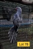 0-1 '20 Ringneck Parakeet: Violet Blue ADM.Pied - Johann Kotzé