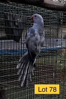 0-1 '20 Ringneck Parakeet: Violet Blue ADM.Pied - Johann Kotzé