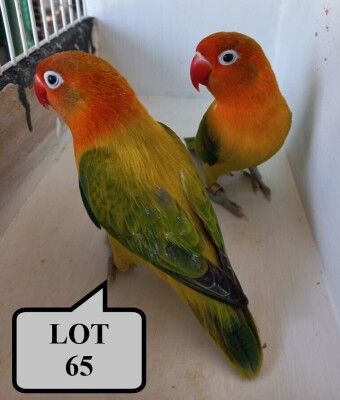 1-1 '20 Lovebird: Fischeri: Opaline Euwing x Opaline Euwing - Alwyn Nel