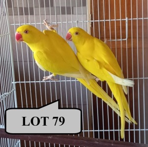 1-1 '20 Ringneck Parakeet: Lutino x Lutino - Alwyn Nel