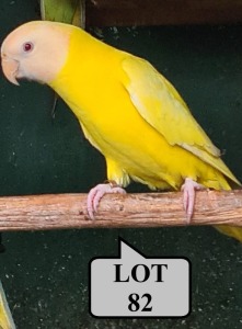 0-1 '21 Plum-headed Parakeet: Lutino - Mike Riley