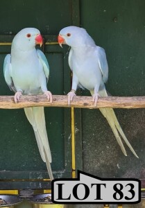 1-1 '20 Ringneck Parakeet: Dark Blue Clearheaded-fallow x Blue Clearheaded-fallow - Mike Riley