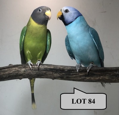 1-1 '19 Plum-headed Parakeet: Blue/opaline x Green/blue - Piet Jacobs