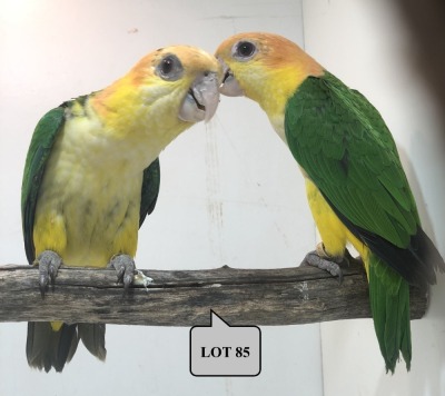 1-1 '21 Caique: White-bellied: Normal x Normal - Piet Jacobs