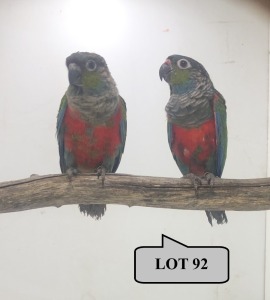 1-1 '21 Conure: Crimson-bellied: Normal x Normal - Piet Jacobs