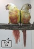 1-1 '21 Conure: Green-cheeked: Lutino x Pineapple/lutino (Cinnamon-Opaline/lutino) - Piet Jacobs