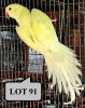 1-0 '21 Ringneck Parakeet: Violet EmeraldBlue Dom.Pied Cleartail/?opaline - Charl Joubert