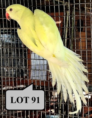 1-0 '21 Ringneck Parakeet: Violet EmeraldBlue Dom.Pied Cleartail/?opaline - Charl Joubert