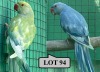 1-1 '20 Ringneck Parakeet: TurquoiseBlue ADM.Pied x Dark Blue ADM.Pied - Tokkie Slabbert