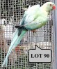 0-1 '21 Ringneck Parakeet: EmeraldBlue Opaline Clearheaded-fallow - Charl Joubert