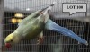 1-0 '20 Ringneck Parakeet: Dark TurquoiseBlue ADM.Pied/opaline - Chris Lordan
