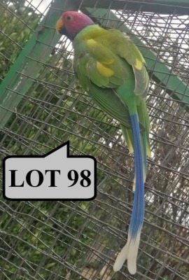 1-0 '19 Plum-headed Parakeet: Green/dilute - E B Shaik