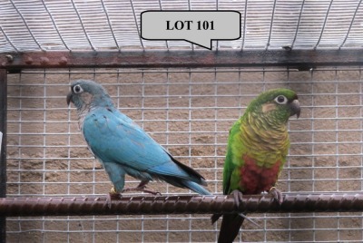 1-1 '21 Conure: Maroon-bellied: Green/blue x Blue - Piet Jacobs