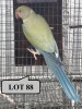 0-1 '20 Ringneck Parakeet: Dark TurquoiseBlue ADM.Pied Opaline - Jaco Rossouw